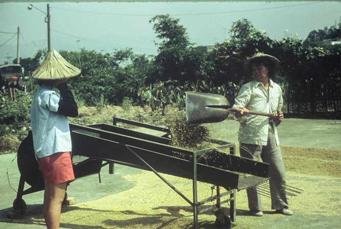 Sieving rice in Taiwan