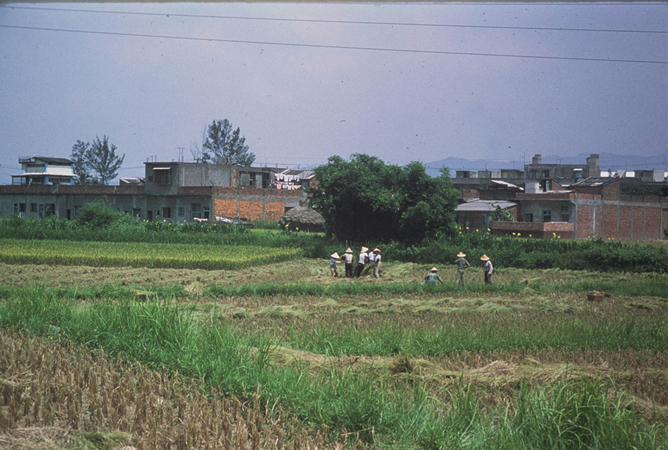 Rice harvesting